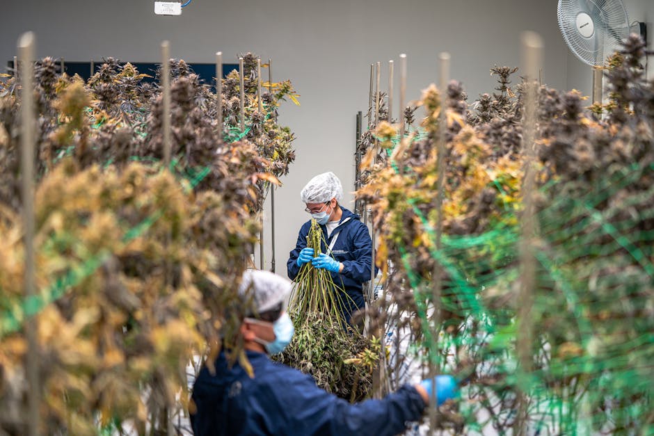 無針埋線價錢詳解：專家視角與真實案例